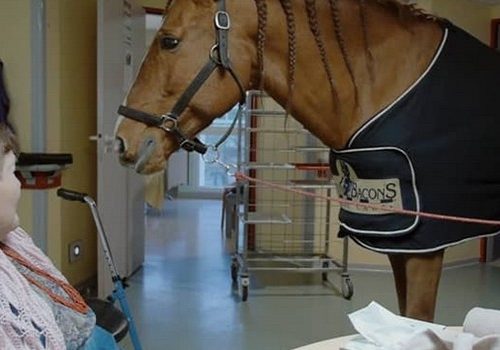 Un cheval à l’hôpital : une vidéo émouvante et fascinante