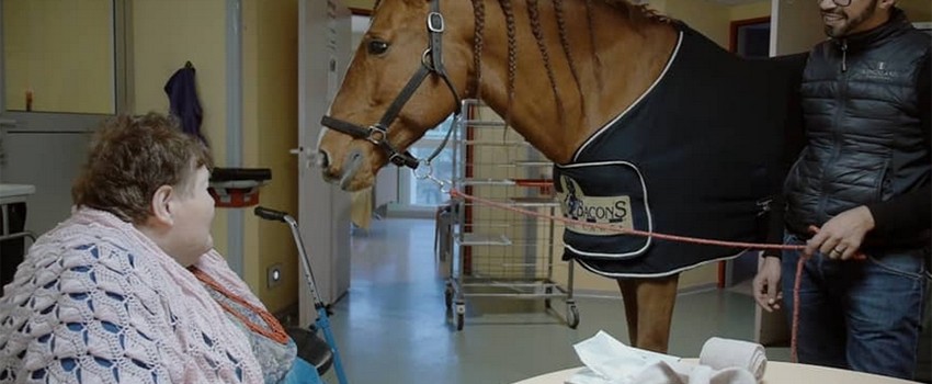 Un cheval à l’hôpital : une vidéo émouvante et fascinante