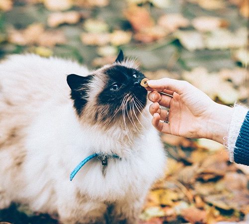 Campagne croquettes : aidez-nous à nourrir les animaux secourus