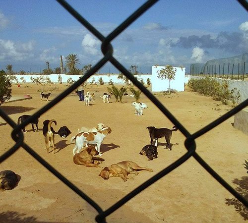 Construction d’un nouveau refuge pour accueillir 130 animaux