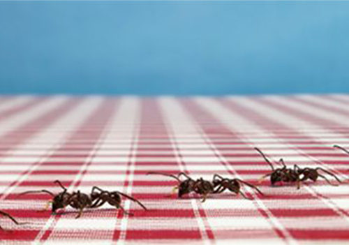 Comment s’inspirer du règne animal pour développer votre leadership