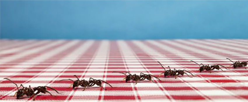 Comment s’inspirer du règne animal pour développer votre leadership